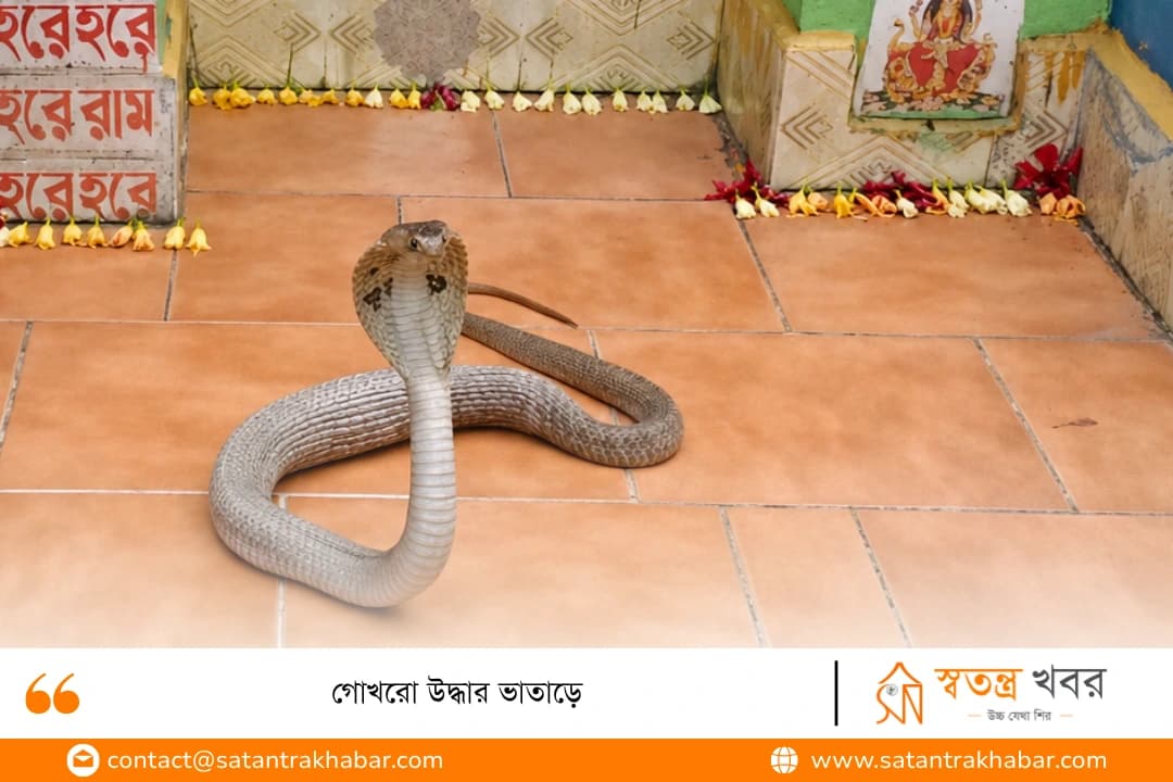 গোখরো উদ্ধার ভাতাড়ে