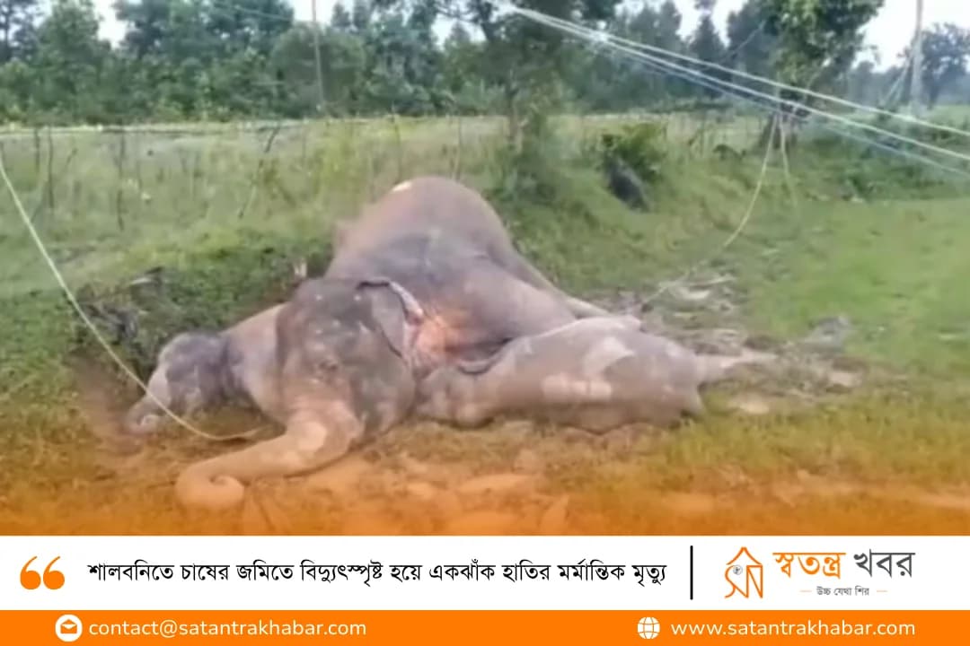 শালবনিতে চাষের জমিতে বিদ্যুৎস্পৃষ্ট হয়ে একঝাঁক হাতির মর্মান্তিক মৃত্যু