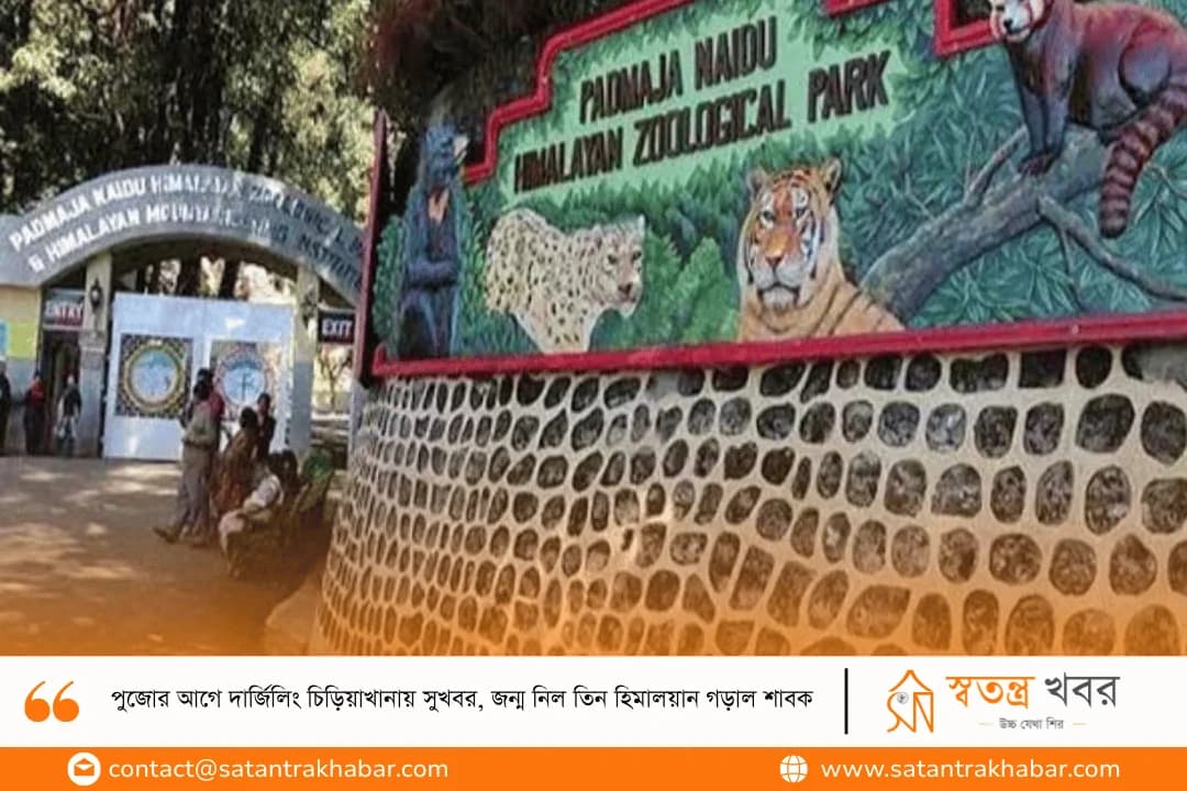 পুজোর আগে দার্জিলিং চিড়িয়াখানায় সুখবর, জন্ম নিল তিন হিমালয়ান গড়াল শাবক