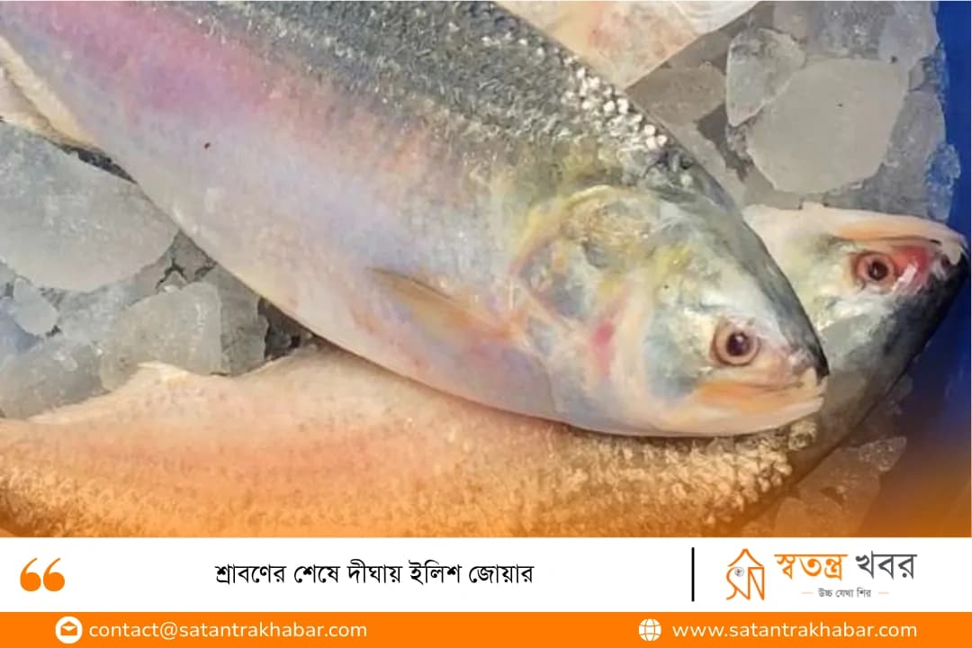শ্রাবণের শেষে দীঘায় ইলিশ জোয়ার