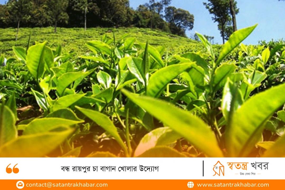 বন্ধ রায়পুর চা বাগান খোলার উদ্যোগ