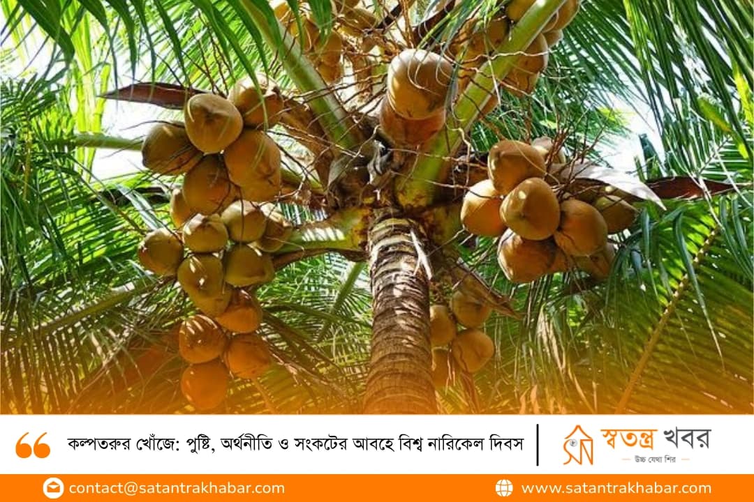 কল্পতরুর খোঁজে: পুষ্টি, অর্থনীতি ও সংকটের আবহে বিশ্ব নারিকেল দিবস