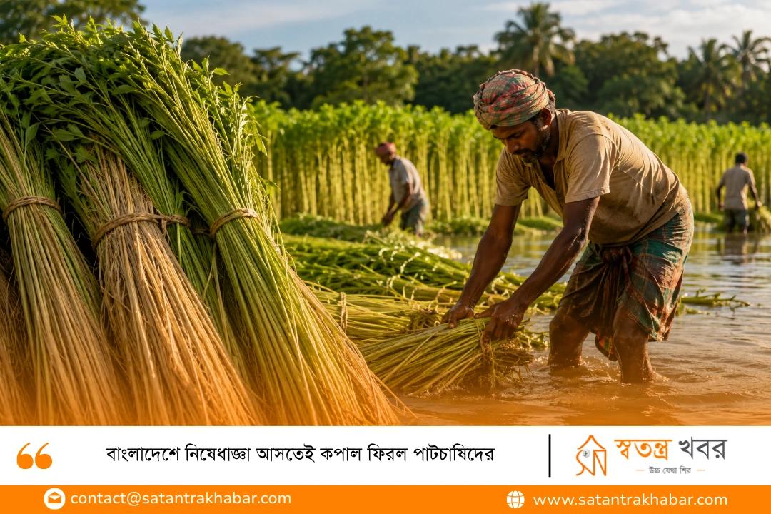 বাংলাদেশে নিষেধাজ্ঞা আসতেই কপাল ফিরল পাটচাষিদের