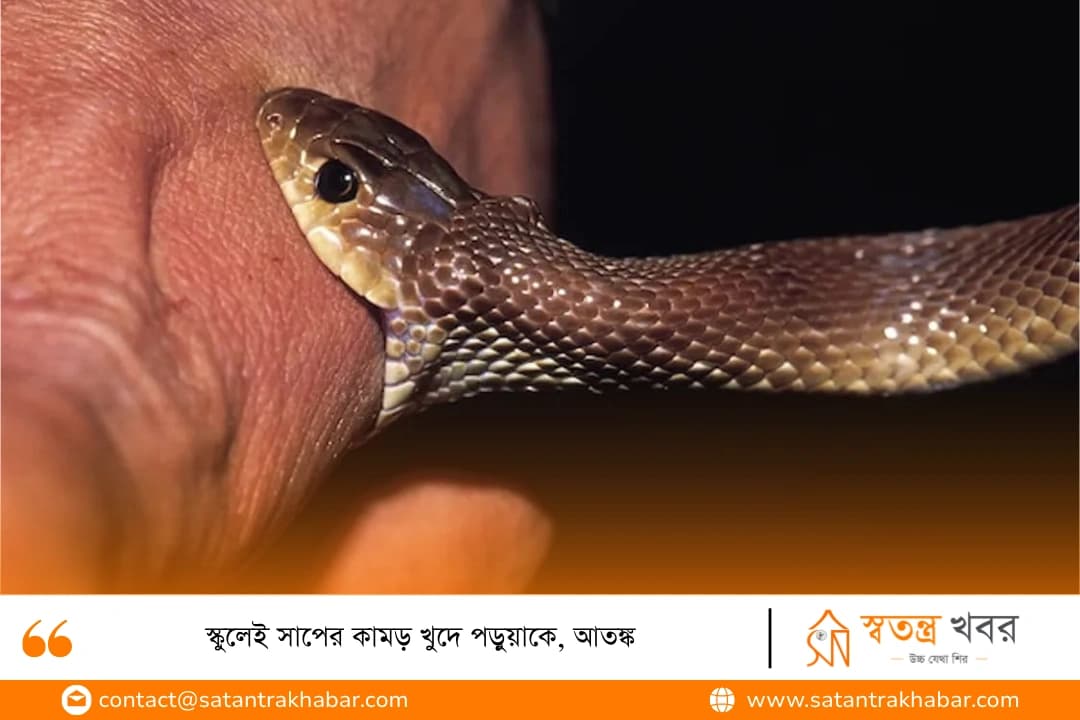 স্কুলেই সাপের কামড় খুদে পড়ুয়াকে, আতঙ্ক