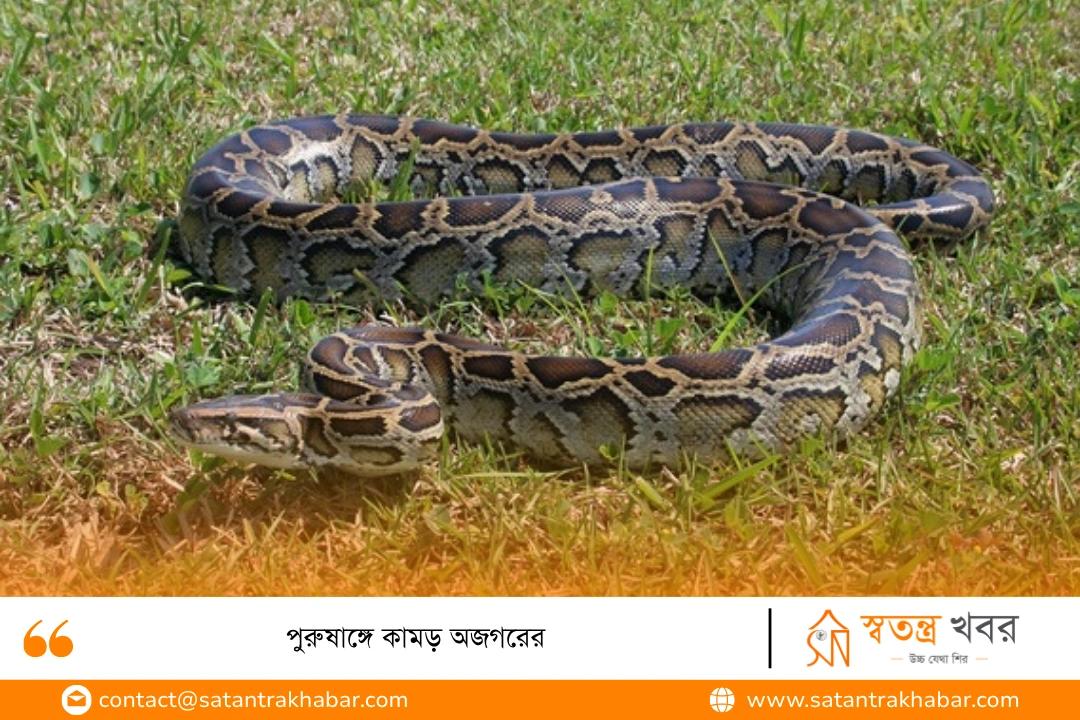 পুরুষাঙ্গে কামড় অজগরের