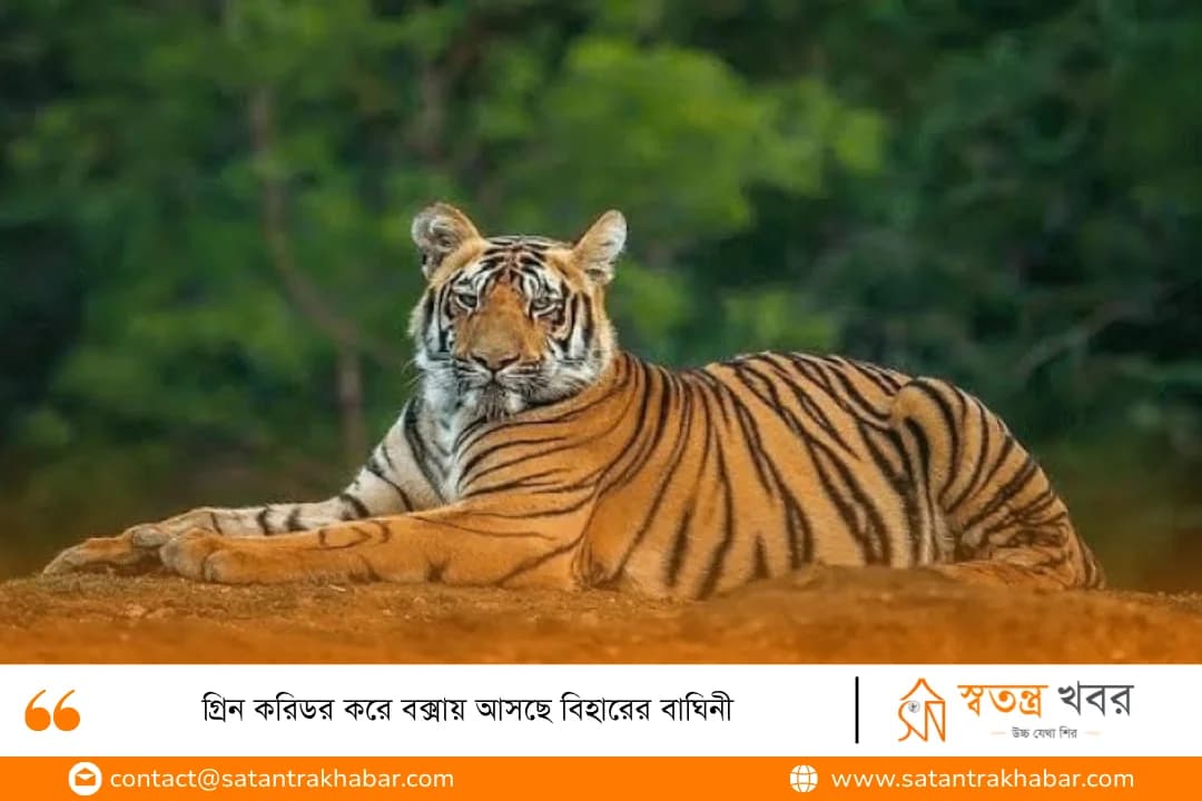 গ্রিন করিডর করে বক্সায় আসছে বিহারের বাঘিনী